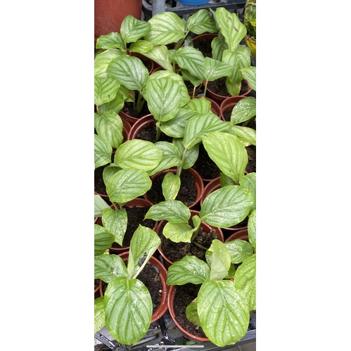多肉 青蘋果竹竽2.5吋盆 實物拍攝 | 蝦皮購物