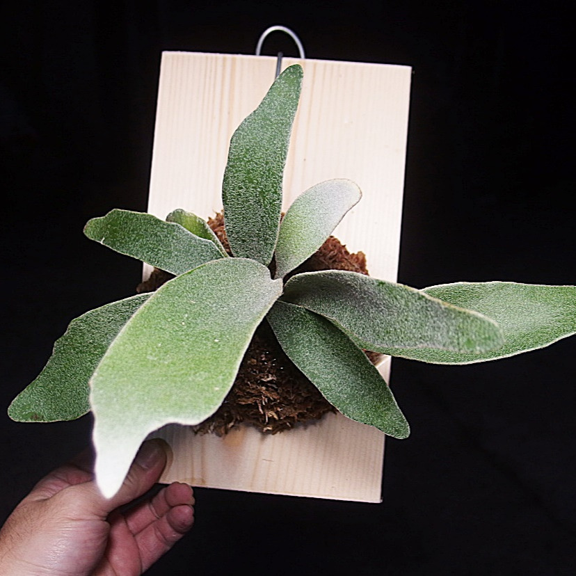 上板植物上板鹿角蕨P. Maserati瑪莎拉蒂( Mt Lewis x hillii