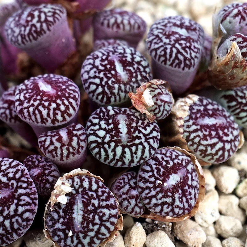 Conophytum minimum wittebergense RR714 墨小錐多肉植物| 蝦皮購物 Conophytum minimum wittebergense RR714 墨小錐多肉植物| 蝦皮購物