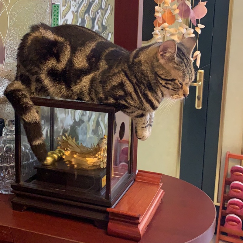 萬有引力（7冊） 騎鯨南去 台湾版 台湾繁体|| 现货】《萬有引力7》（普通版/珍藏特裝組/印簽特裝組