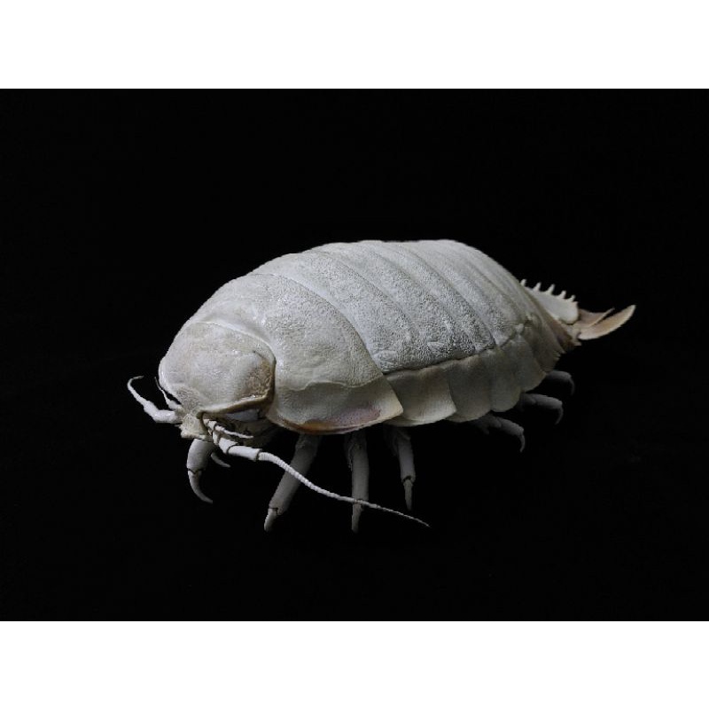 標本 284mm 大王具足蟲 ダイオウグソクムシ bathynomis