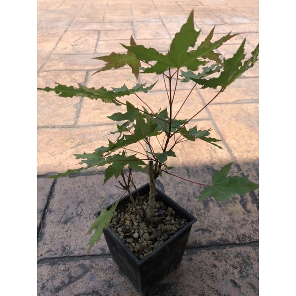 日本紅皮楓⋯/ 小品楓樹🍁精品盆栽🪴 | 蝦皮購物