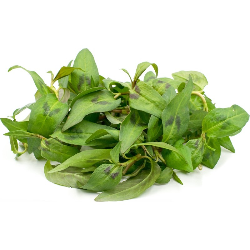 食材供應/叻沙葉/越南香菜=泰文ผักแพว、越南文Rau răm，馬來文daun kesum.網室內種植 | 蝦皮購物