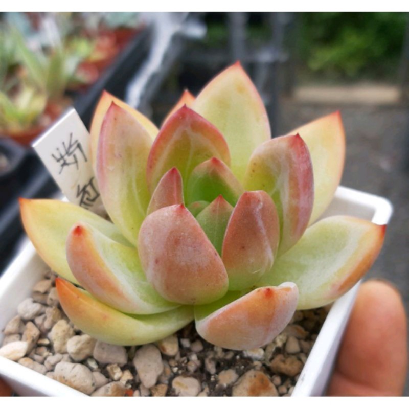 多肉植物布丁西施（多頭老欉）12/11拍照三寸| 蝦皮購物