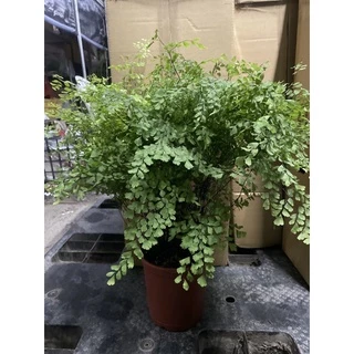 霏霏園藝 鐵線蕨 5-6吋盆特價一棵260元