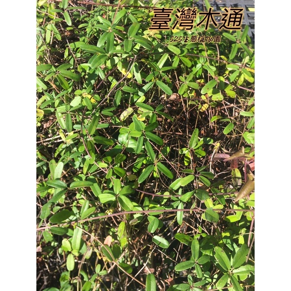 『525生態植物園』長序木通 （台灣木通，客家話稱果為牛哈卵）原生植物，圍籬或棚架遮蔭植物，果可食用或藥用植物 | 蝦皮購物