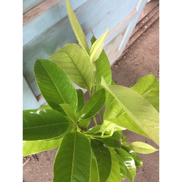 🌿植悟誌の玉蘭花ギンコウボク金玉蘭白玉蘭植株高約70～100cm | 蝦皮購物