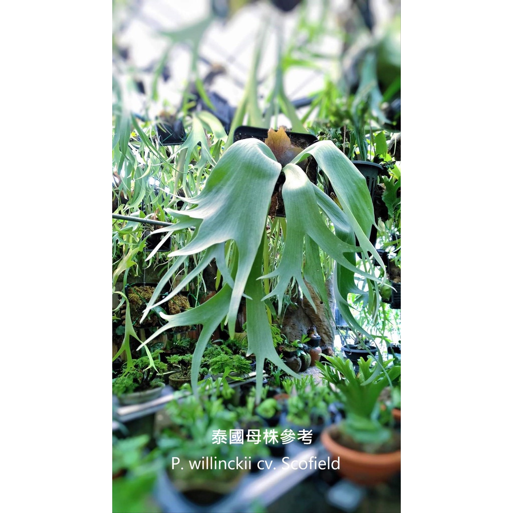 《LEO雨林植物》P. willinckii cv. Scofield 爪哇園藝種