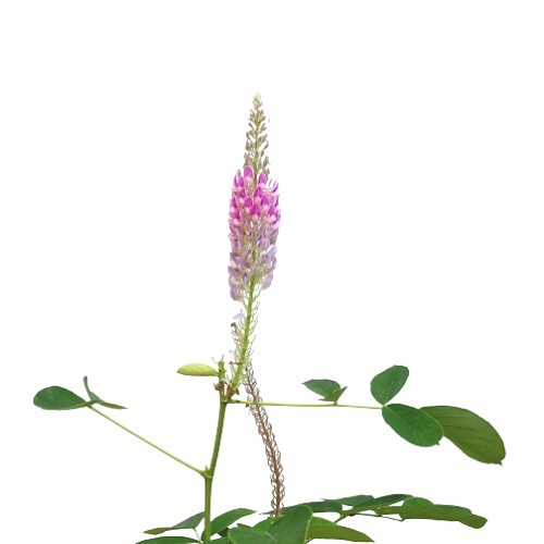 狗尾草種子~~民俗保健植物#通天草 | 蝦皮購物