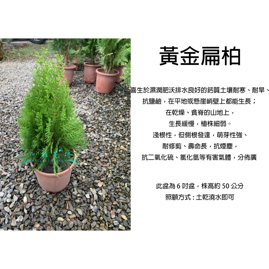 心栽花坊-黃金扁柏/6吋/聖誕節必備/松杉柏檜/綠化植物/綠籬植物/售價150特價120 | 蝦皮購物