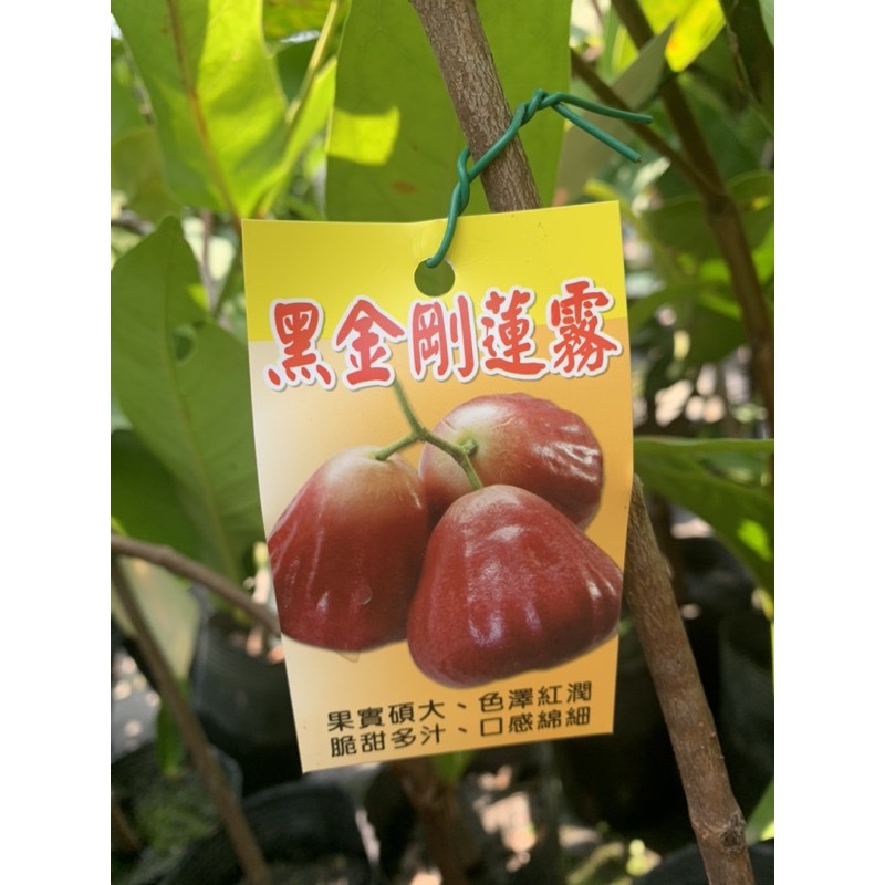 黑金剛蓮霧｜優惠推薦- 蝦皮購物- 2025年10月