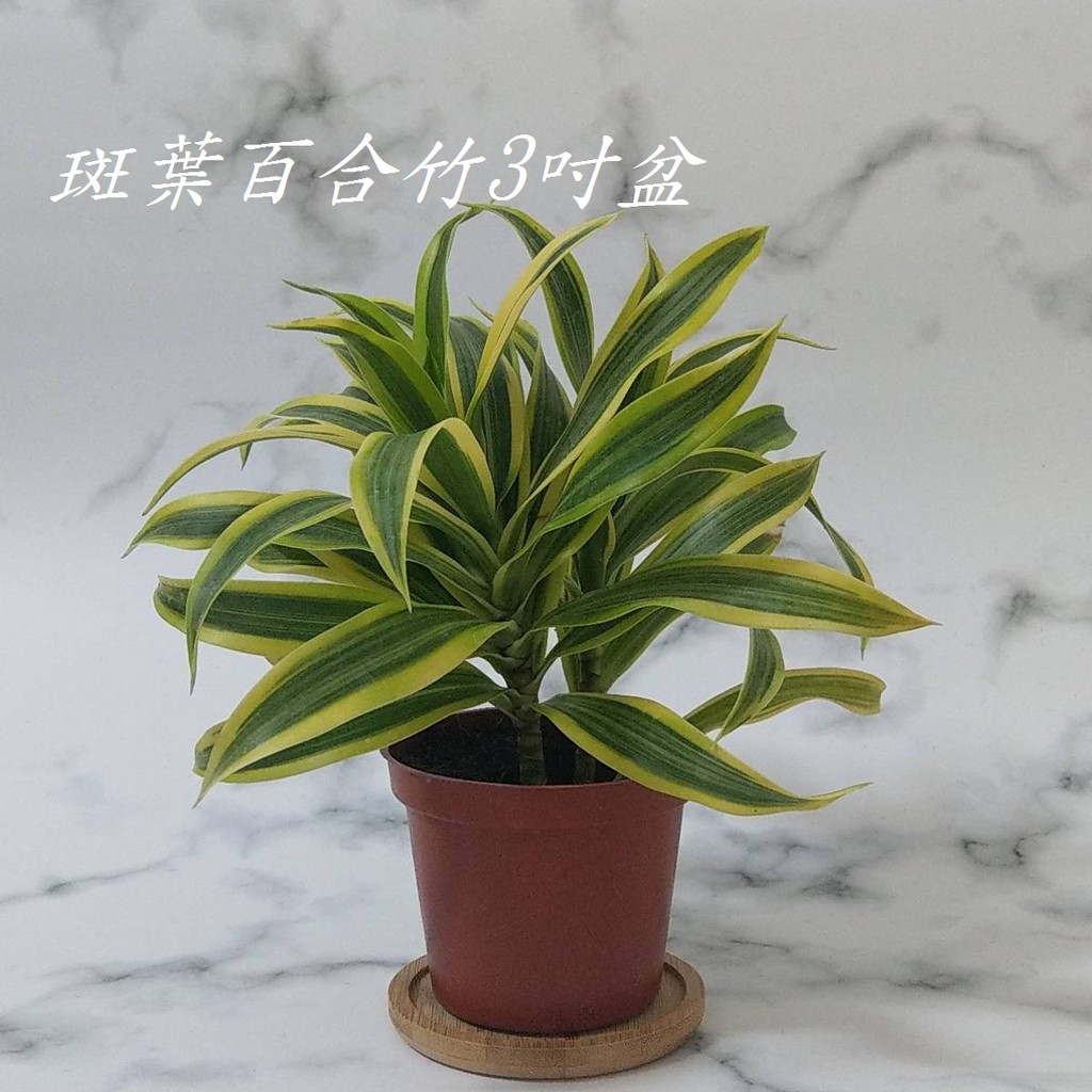 斑葉百合竹 黃金百合竹 金黃百合竹 室內植物 空氣淨化 淨化空氣植物 觀葉植物 【苔苔樂】 | 蝦皮購物