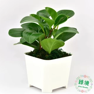 快速出貨 盆栽 小品 圓葉椒草 發財樹 送底盤 觀葉 辦公室 招財植物 四方財