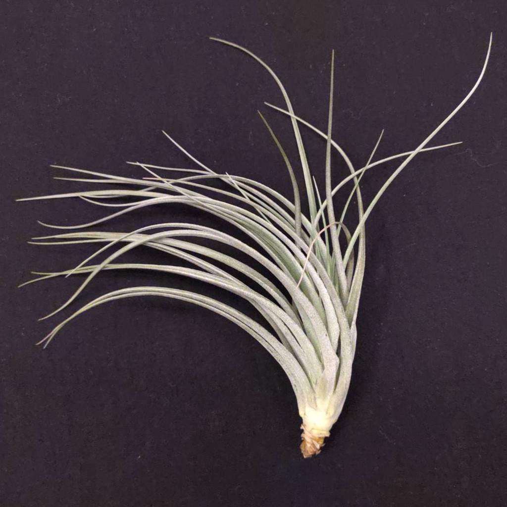 空氣鳳梨－多國花交種－Tillandsia stricta 'Hybrid'－極美中型銀葉