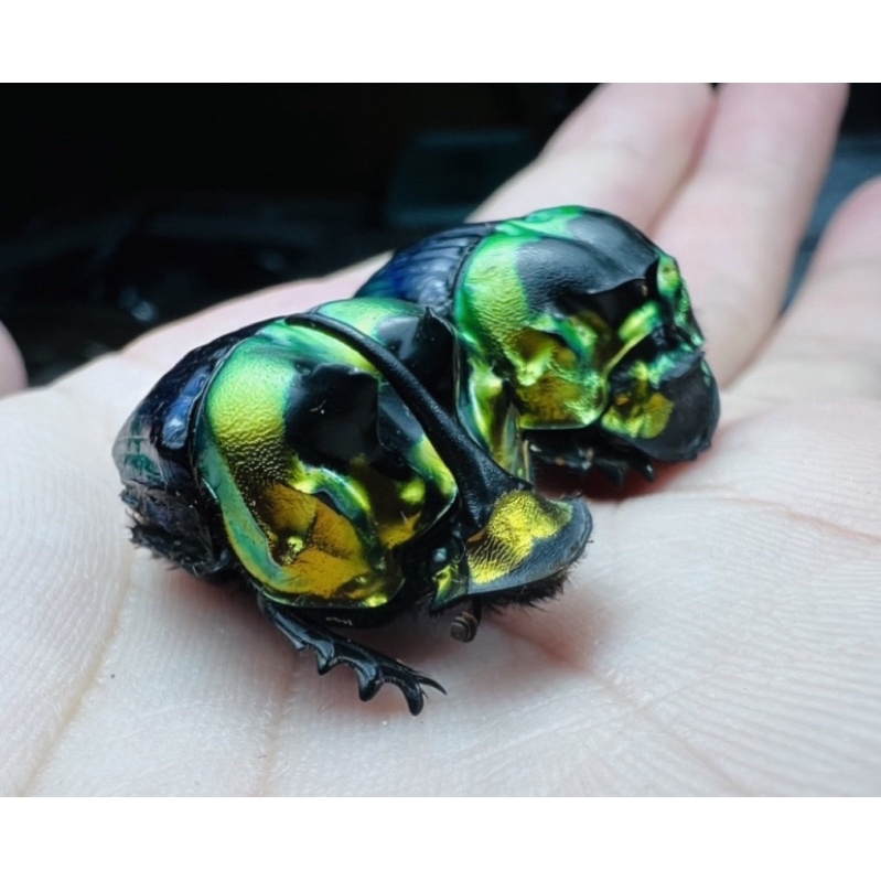 昆蟲標本Phanaeus imperator 23-24mm 帝王糞金龜成對標本大型個體