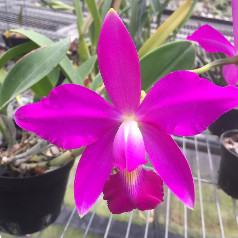 芃程蘭舍】Phal. japonica 名護蝴蝶蘭板植成株| 蝦皮購物