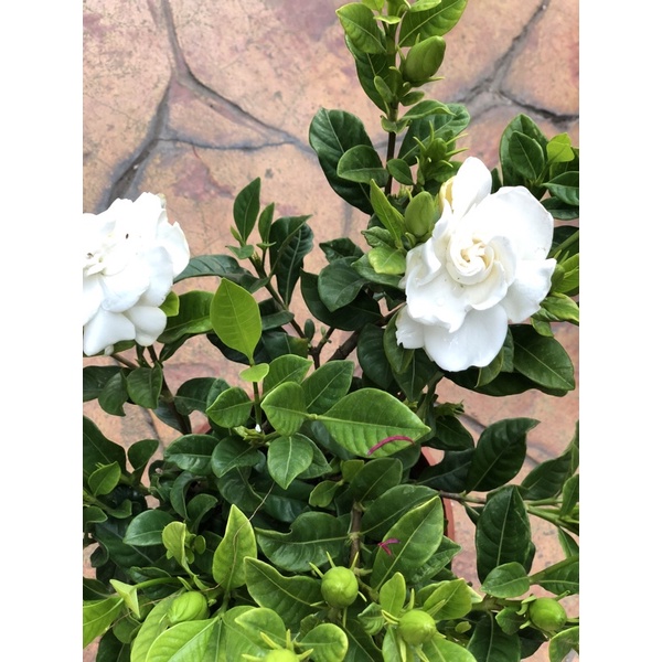 台灣原生 玉堂春/梔子花 ｜5吋盆～多年生常綠灌木白色香花植物 | 蝦皮購物