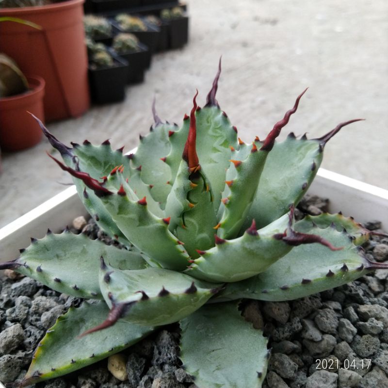 多肉植物龍舌蘭Agave 正曲刺八雷| 蝦皮購物