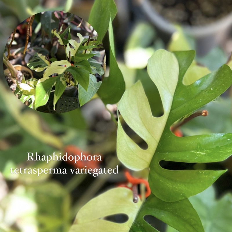 純正品 Raphidophora Tetrasperma Variegata 葉っぱ7枚 - フラワー