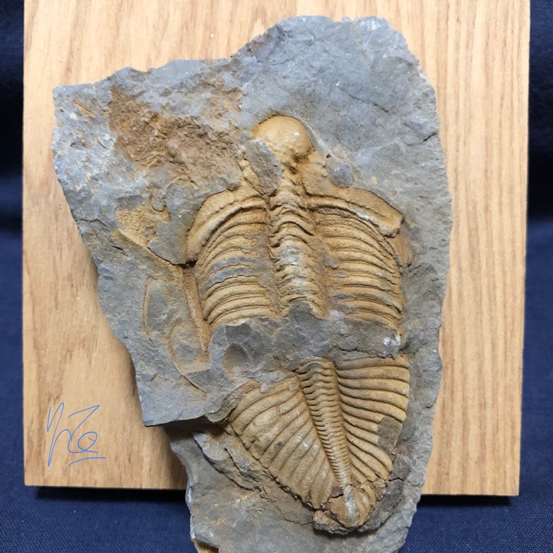 ［恆］三葉蟲化石-王冠三葉蟲Coronocephalus