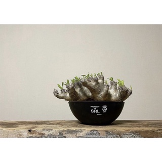 NEIGHBORHOOD SRL . BOWL-M / P-PLANT POT 黑膠盆象牙宮龜甲龍現貨在店