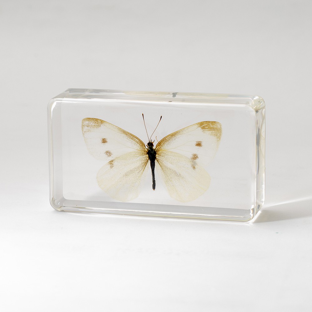 K库80，刺猎蝽SP，昆虫标本科研摄影，滇西，12mm，A1-Taobao