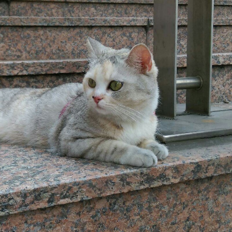 分裝＞5/1新增默代誌點綻燙金燙銀各一循環絢燦珍珠奶茶雪塵方型點綻