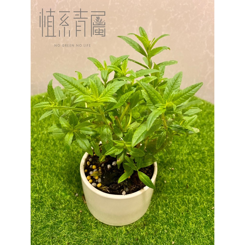 植系青屬-檸檬馬鞭草/香料植物/香草植物/三吋盆/不含水泥盆 | 蝦皮購物