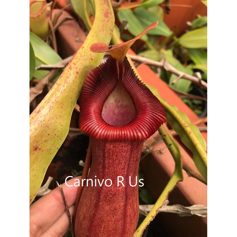 食蟲植物 豬籠草 ventricosa x trusmadiensis﹝CarnivoRUs 珍奇植物﹞