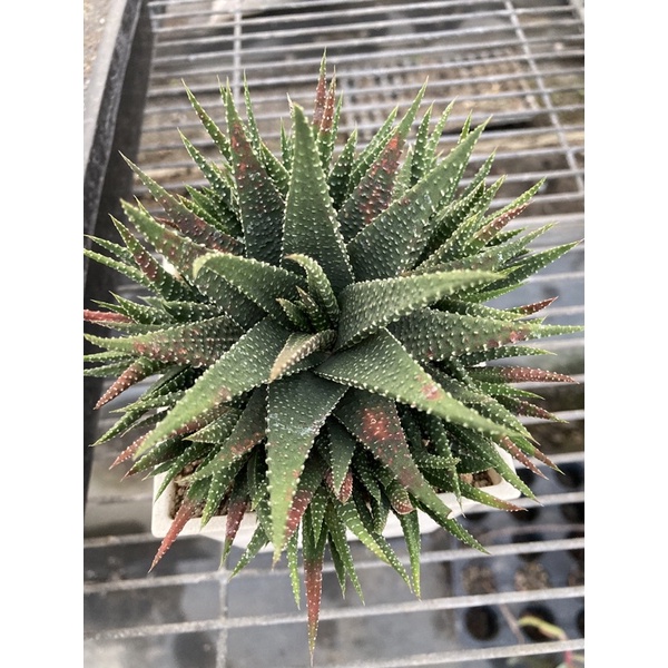 多肉植物- 十二之卷（穴盤苗不附花牌）-慈碩農場嚴選渡夏品種| 蝦皮購物