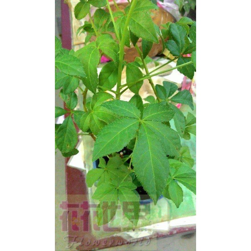花花世界_香草植物--刺五加--保健植物5吋高30-40公分 | 蝦皮購物