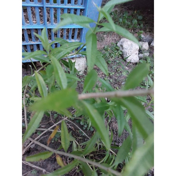 小農自栽無毒馬鞭草1斤500 | 蝦皮購物