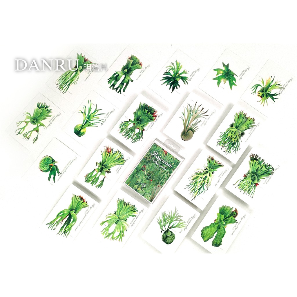 【DANRU擔鹿】原生18種鹿角蕨明信片/鹿角蕨 | 蝦皮購物