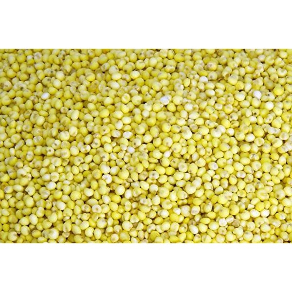 600g【嚴選】小米 Millet | 蝦皮購物