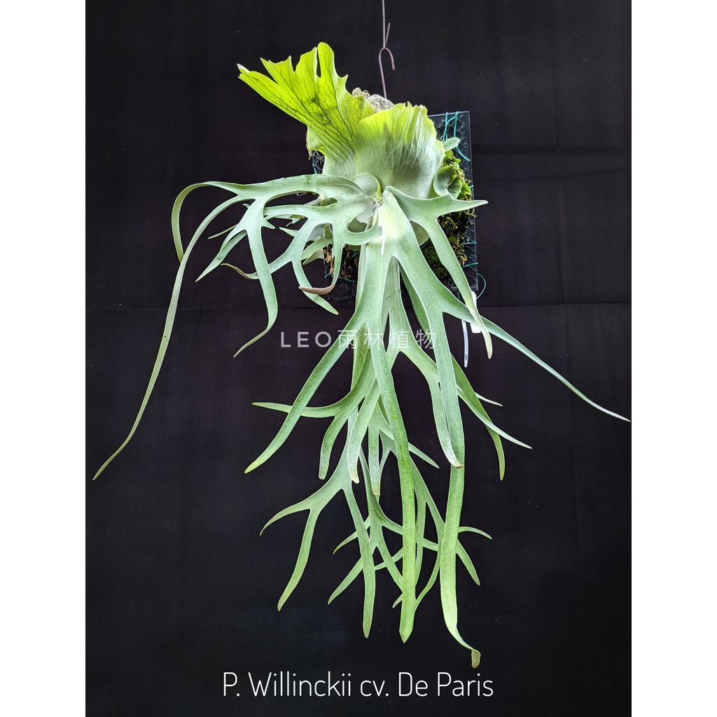 LEO雨林植物》 P. Willinckii cv. De Paris 鹿角蕨| 蝦皮購物