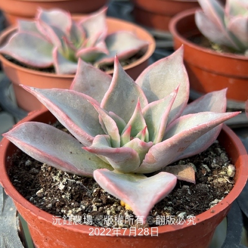 沅鈺農場多肉植物馬迪巴/餃子皮| 蝦皮購物 沅鈺農場多肉植物馬迪巴/餃子皮| 蝦皮購物