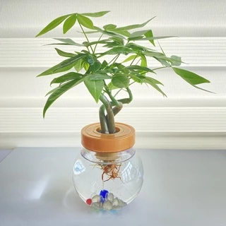 【一畝禾】快速出貨 盆栽 小品 馬拉巴栗 發財樹 招財 開運 升遷 賀禮 水耕植物 辦公室好人緣 風水