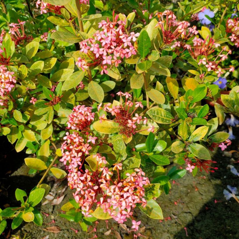 🌸品種仙丹🌸宮粉仙丹｜矮粉仙丹 5-6吋盆開花植物 觀賞植栽 | 蝦皮購物