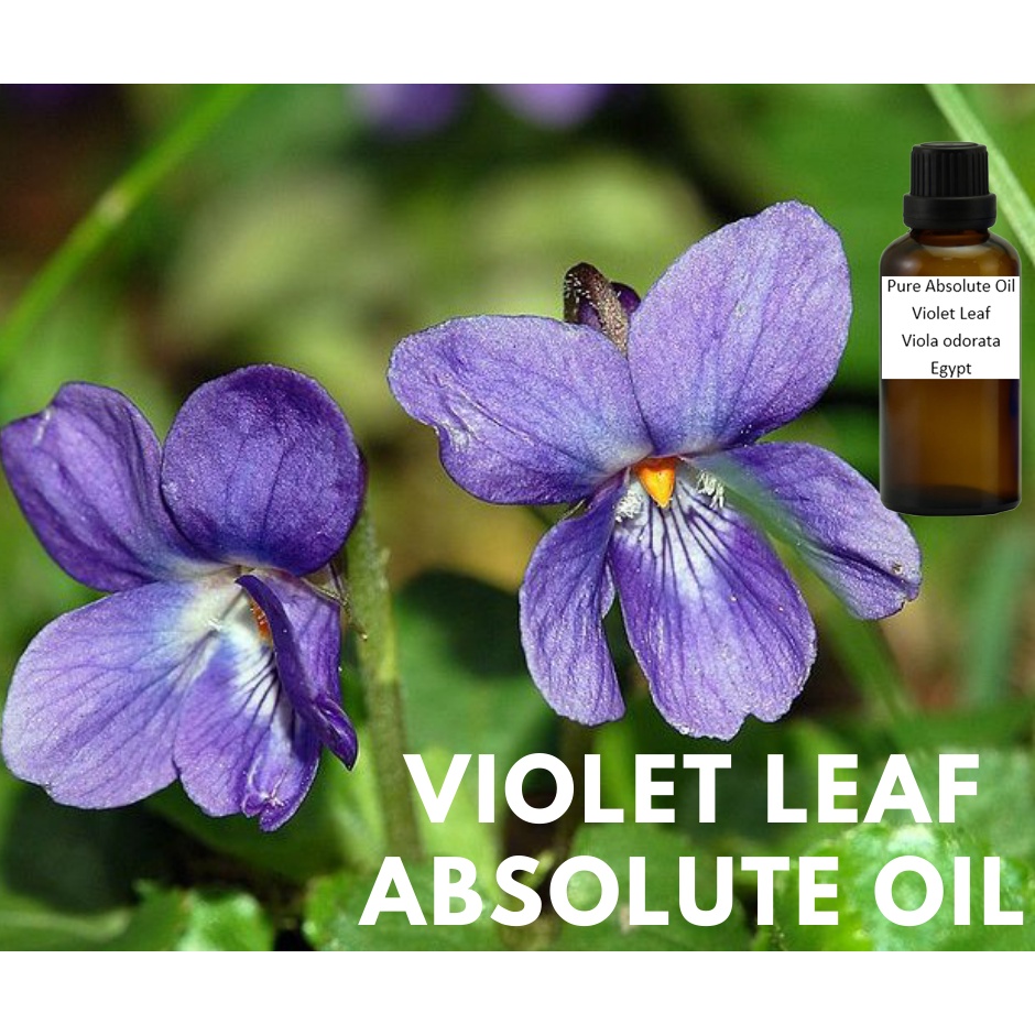 Violet Leaf Absolute Oil (Viola Odorata)