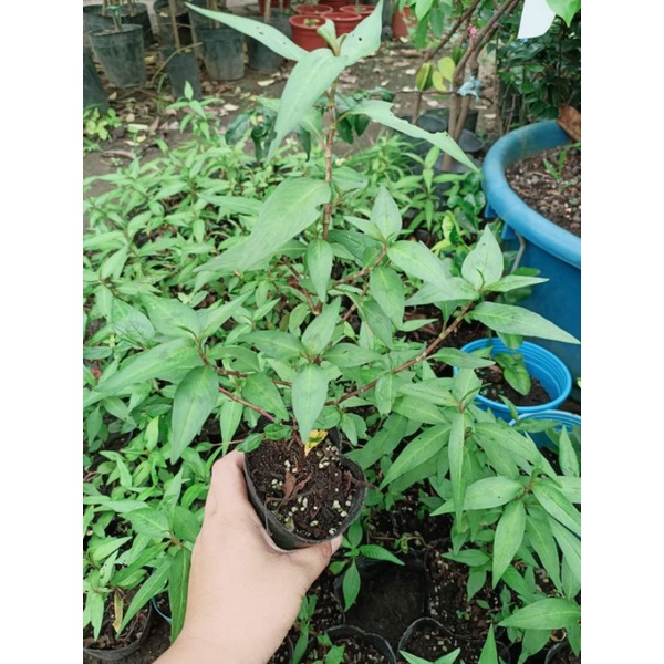rau răm cây giống | 蝦皮購物
