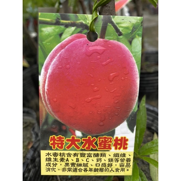 水果樹苗/（新品種）特大水蜜桃/4.5吋盆 | 蝦皮購物