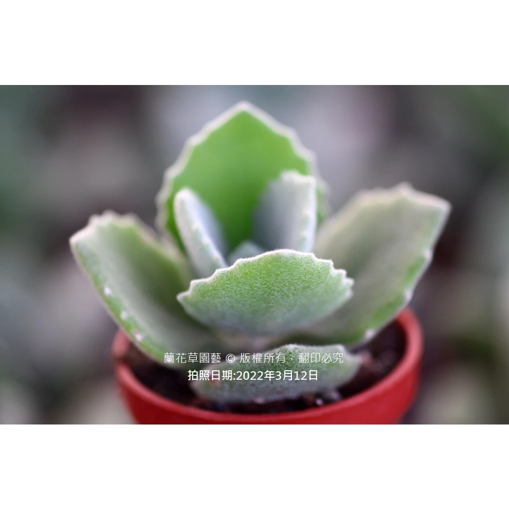 多肉植物好養的品種 1吋迷你盆/千兔耳/景天科多肉植物