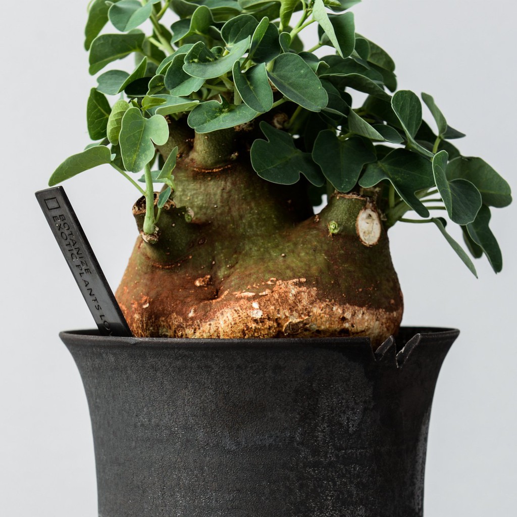 BOTANIZE POT x GOUJIN AK LINE 植物鉢-