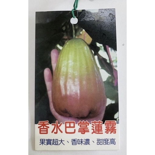 香水巴掌蓮霧/黑珍珠/黑金剛蓮霧/高壓苗/水果苗| 蝦皮購物