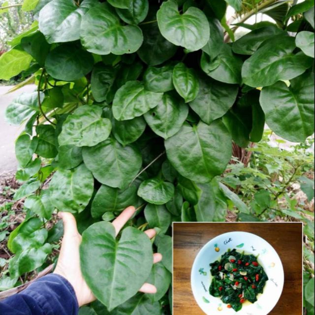 川七 - 優惠推薦 - 2026年6月 | 蝦皮購物台灣