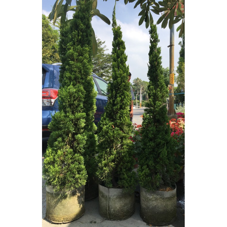 花囍園_庭園造景—龍柏(繞龍柏.螺絲柏)--常綠喬木~造景及家庭盆植~最優美的園景樹之一 | 蝦皮購物