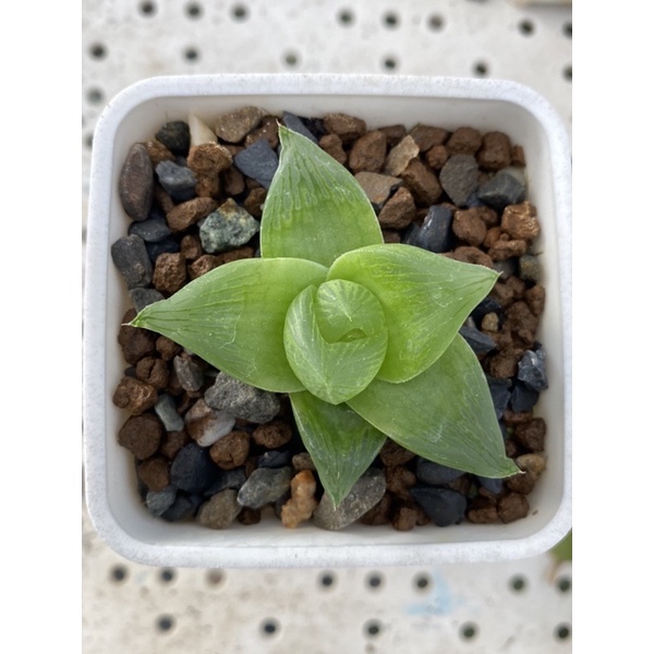 Haworthia ハオルチア百合科｜SP-蜜桃| 蝦皮購物