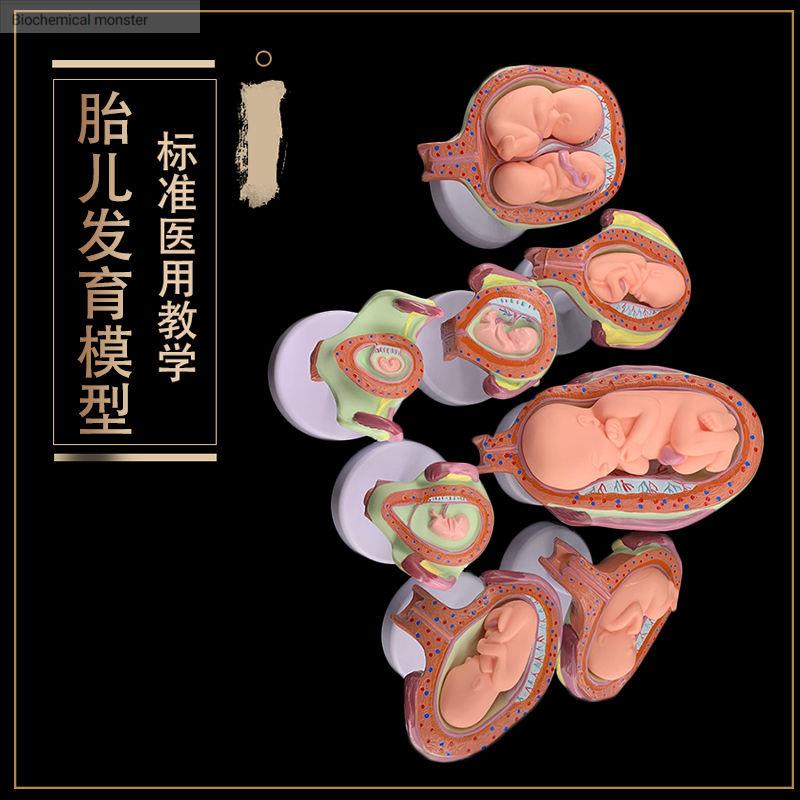 人胚發育模型孕胚發育過程孕育十月胎模型醫學教學 | 蝦皮購物