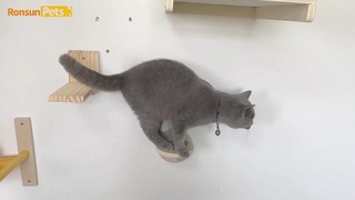 【寵貝現貨】Cat爬架DIY牆壁式貓爬架 壁掛式貓跳臺圓形 貓牆上 貓跳臺木質貓咪掛牆 寵物傢俱 | 蝦皮購物