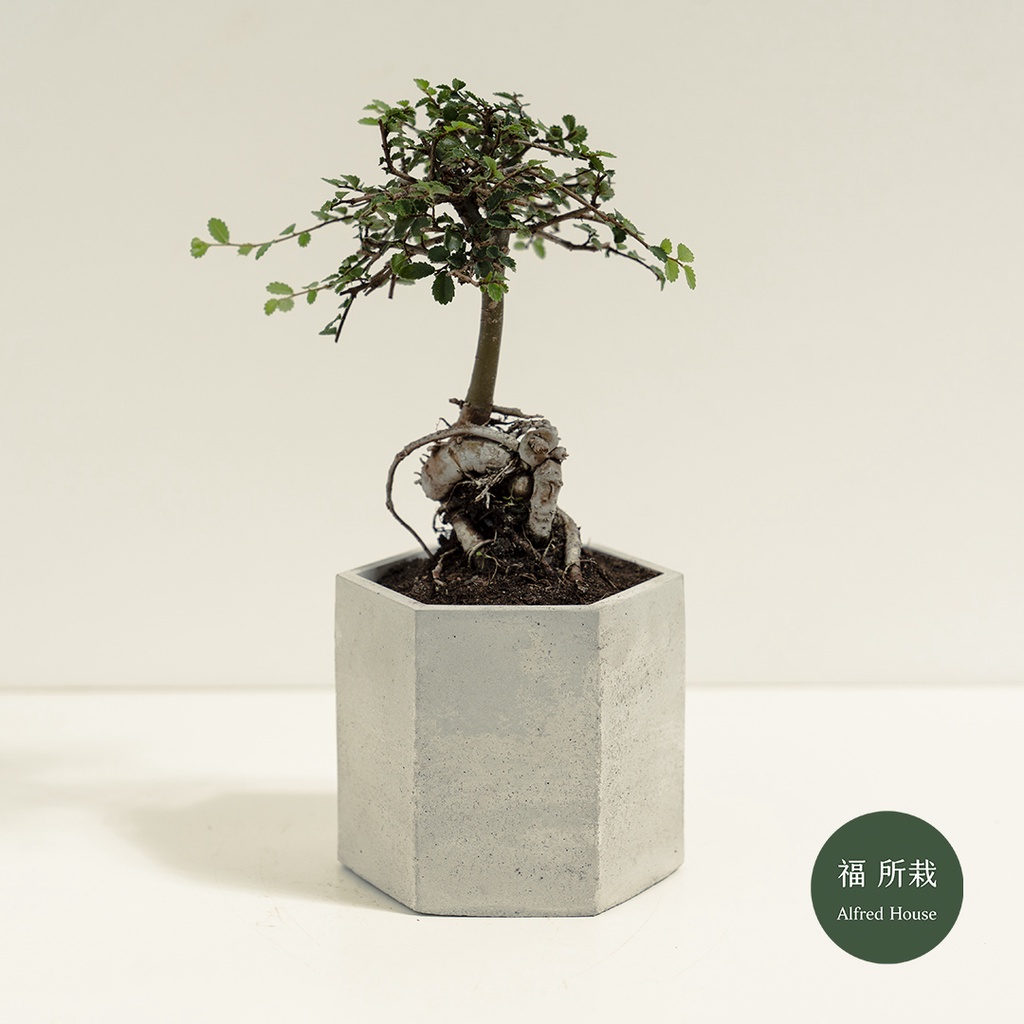 榆樹│Ulmus pumila│福所栽│水泥盆器│陽台植物│喜光植物│盆景│觀葉植物│綠化植栽 | 蝦皮購物